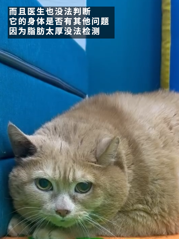 笑死！俄罗斯最胖橘猫减肥时偷偷跑路：半路被卡住了 