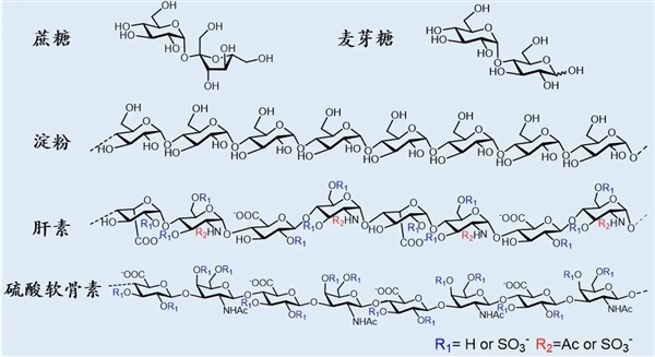 人类伤口修复的福音来了：正是法国蜗牛！